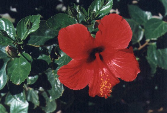 Flower of Crete